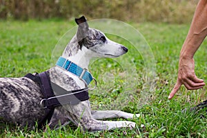 Whippet trains the command to lie down