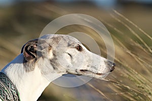Whippet in the wind