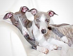 Whippets friendship