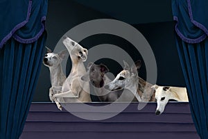 Whippets listen with interest to a performance in the theatre