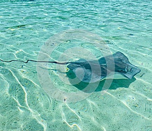 Whipray swimming through a picturesque ocean on a bright and sunny day