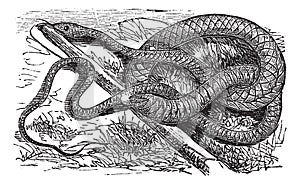 Whipsnake or Coachwhip or Masticophis flagellum, vintage engraving