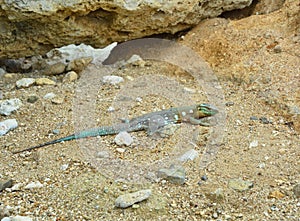 The whiptail blue lizard