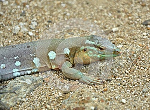 The whiptail blue lizard
