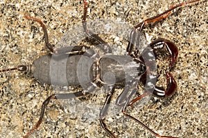 Whiptail scorpion or vinegar scorpion, Lobochirus sp, Thelyphonidae, Agumbe ARRSC, Karnataka , India