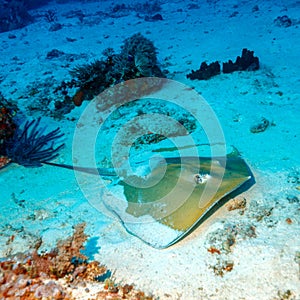 Whiptail Stingray (Dasyatis pastinaca) at Dive, Komodo