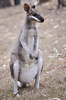 Whiptail wallaby