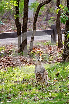 Whiptail Wallaby with Child in Pouch eating.. grass on meadow, Queensland, Australia