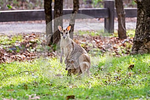 Whiptail Wallaby with Child in Pouch eating.. grass on meadow, Queensland, Australia