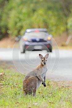 Whiptail wallaby (Macropus parryi)