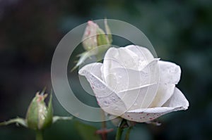 White rose water drops
