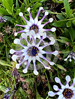 Whirligig African Daisy, Osteospermum 'Whirligig', garden ornamental