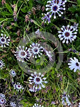 Whirligig African Daisy, Osteospermum 'Whirligig', garden ornamental