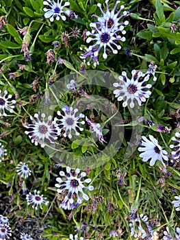 Whirligig African Daisy, Osteospermum 'Whirligig', garden ornamental