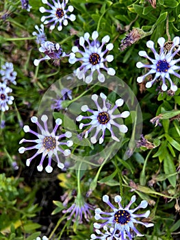 Whirligig African Daisy, Osteospermum 'Whirligig', garden ornamental