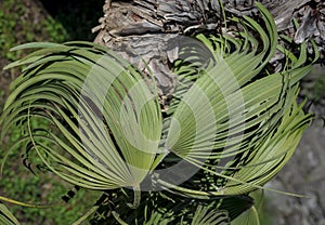 Whirling Sago Palm Leaves