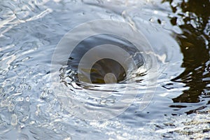 Whirlpool photo