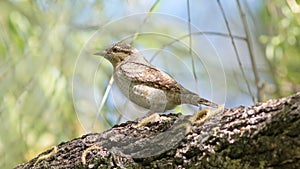 whirlybird bird sitting on a tree branch in spring photo