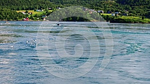 Whirpool in fjord. Floating in strait with water boiling in tidal current. Gulls fly around and eat exhausted fish