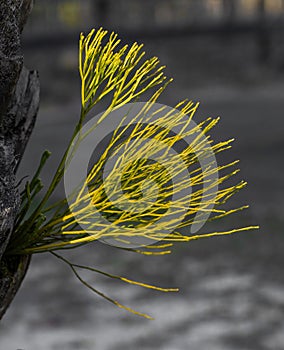 Whisk fern, Psilotum nudum, growing out of palm tree.