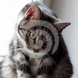 Whiskas cat photo