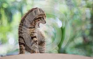 Whisker cat have predator race instinct concept