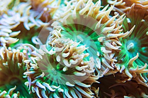 Whisker Coral Marine Aquarium