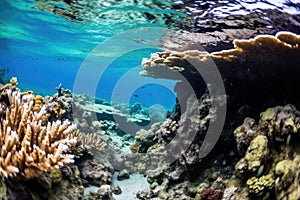 whisker coral nestling within underwater stones formation