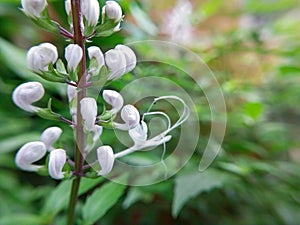 whisker flower medicinal plant