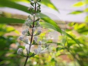 whisker flower medicinal plant