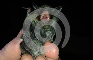 Whiskered bat Myotis mystacinus