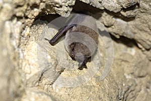 Whiskered bat Myotis mystacinus, hibernating on a stone wall photo