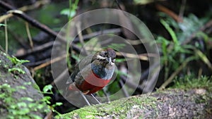 Whiskered Pitta