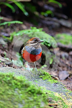 Whiskered Pitta