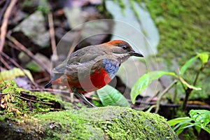 Whiskered Pitta