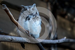 Whiskered Screech-Owl perched on a branch at dusk
