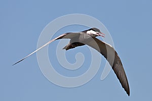 Whiskered Tern