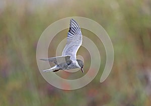 Whiskered Tern