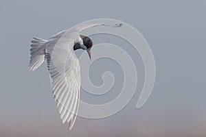 Whiskered tern