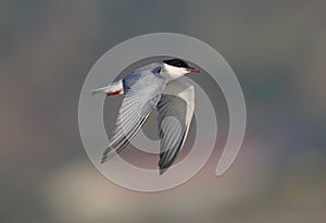 Whiskered Tern