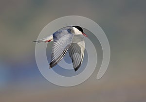 Whiskered Tern