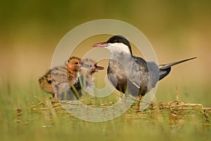 Whiskered Tern (Chlidonias hybrida)