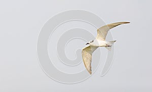 Whiskered Tern (Chlidonias hybrida) Bird