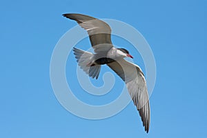 Whiskered tern ( Chlidonias hybrida ) in flight photo