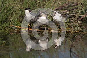 Whiskered tern - Chlidonias hybridus adult with pups