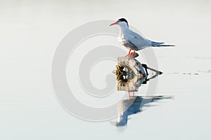 Whiskered tern (Chlidonias hybridus) in natural habitat