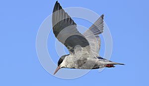 Whiskered Tern in flight