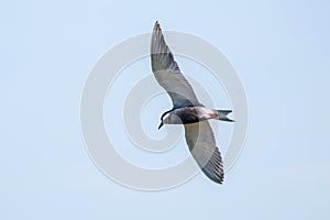 Whiskered Tern in Flight Chlidonias hybridus