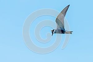 Whiskered Tern in Flight Chlidonias hybridus