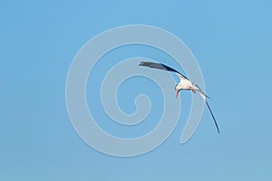 Whiskered Tern in Flight Chlidonias hybridus